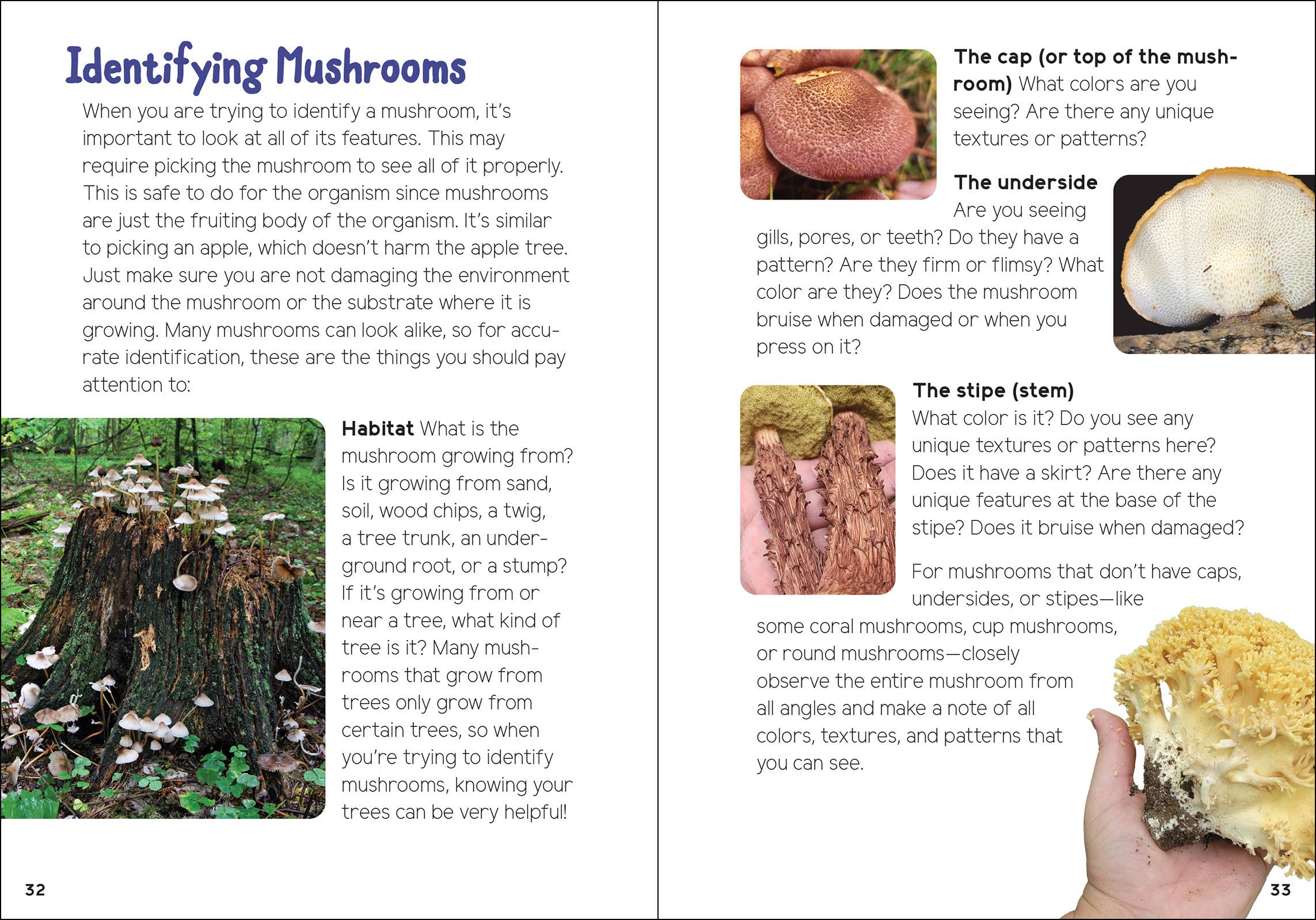 Mushrooms & Fungi for Kids - Sugar River Shoppe