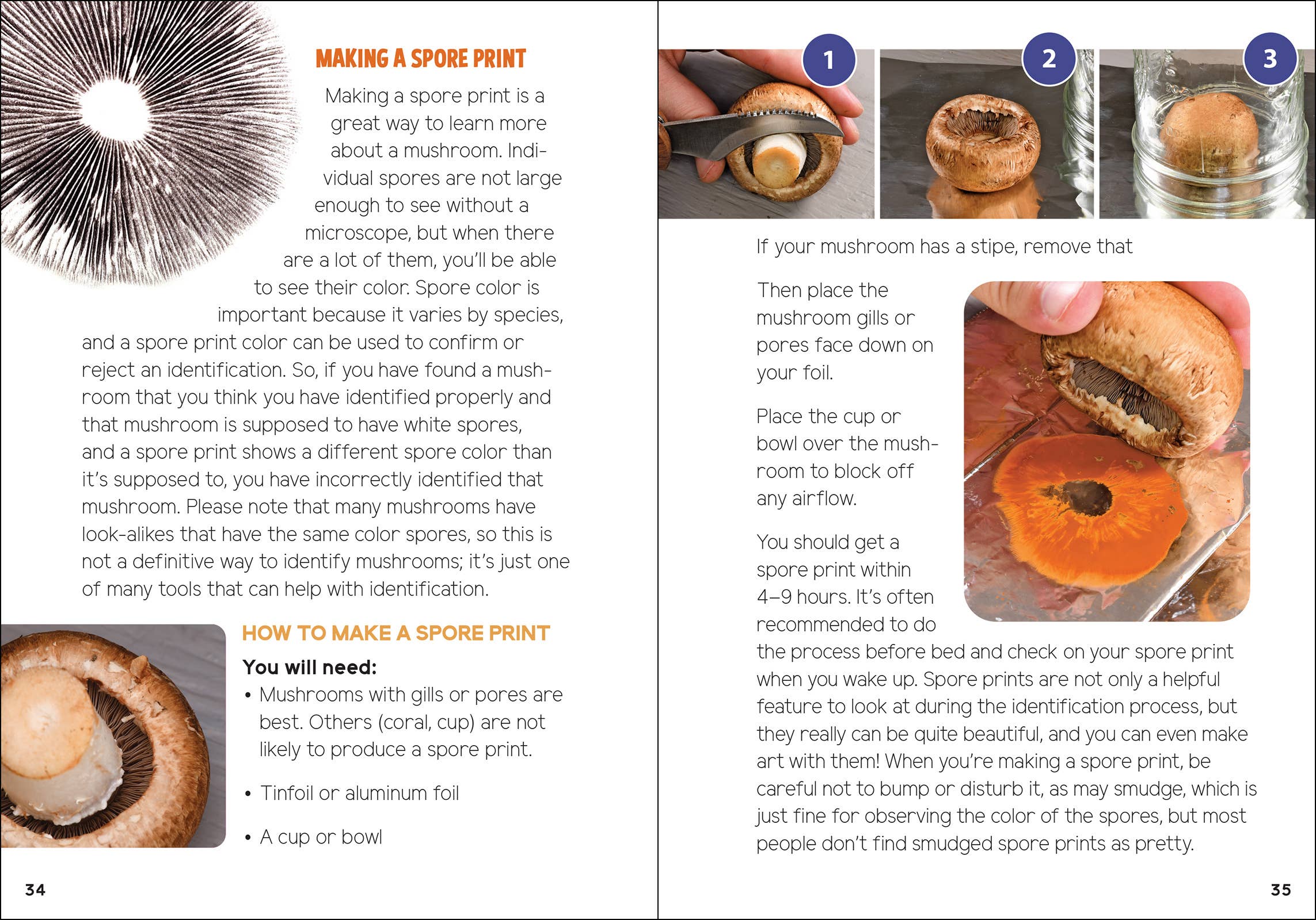 Mushrooms & Fungi for Kids - Sugar River Shoppe