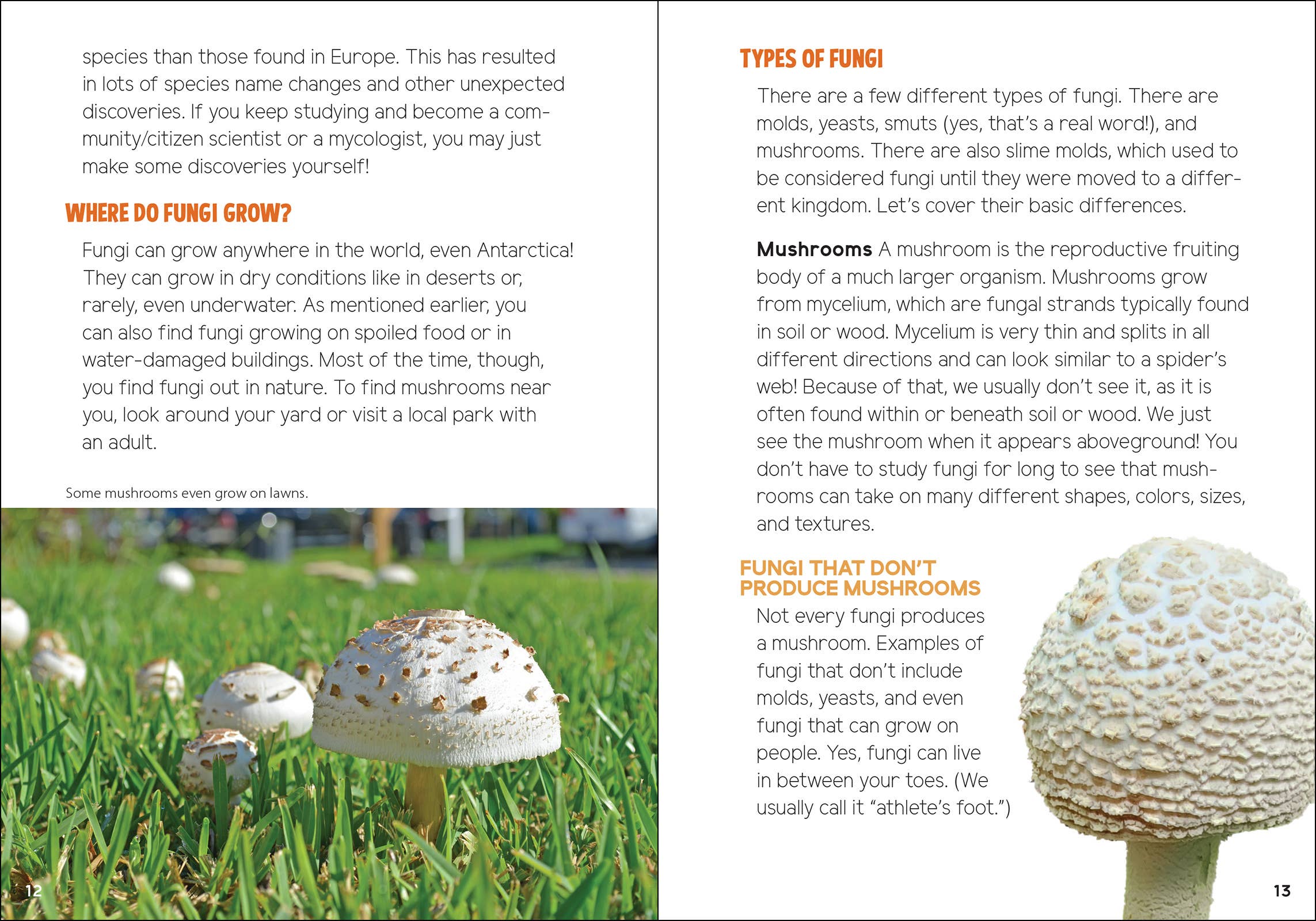 Mushrooms & Fungi for Kids - Sugar River Shoppe