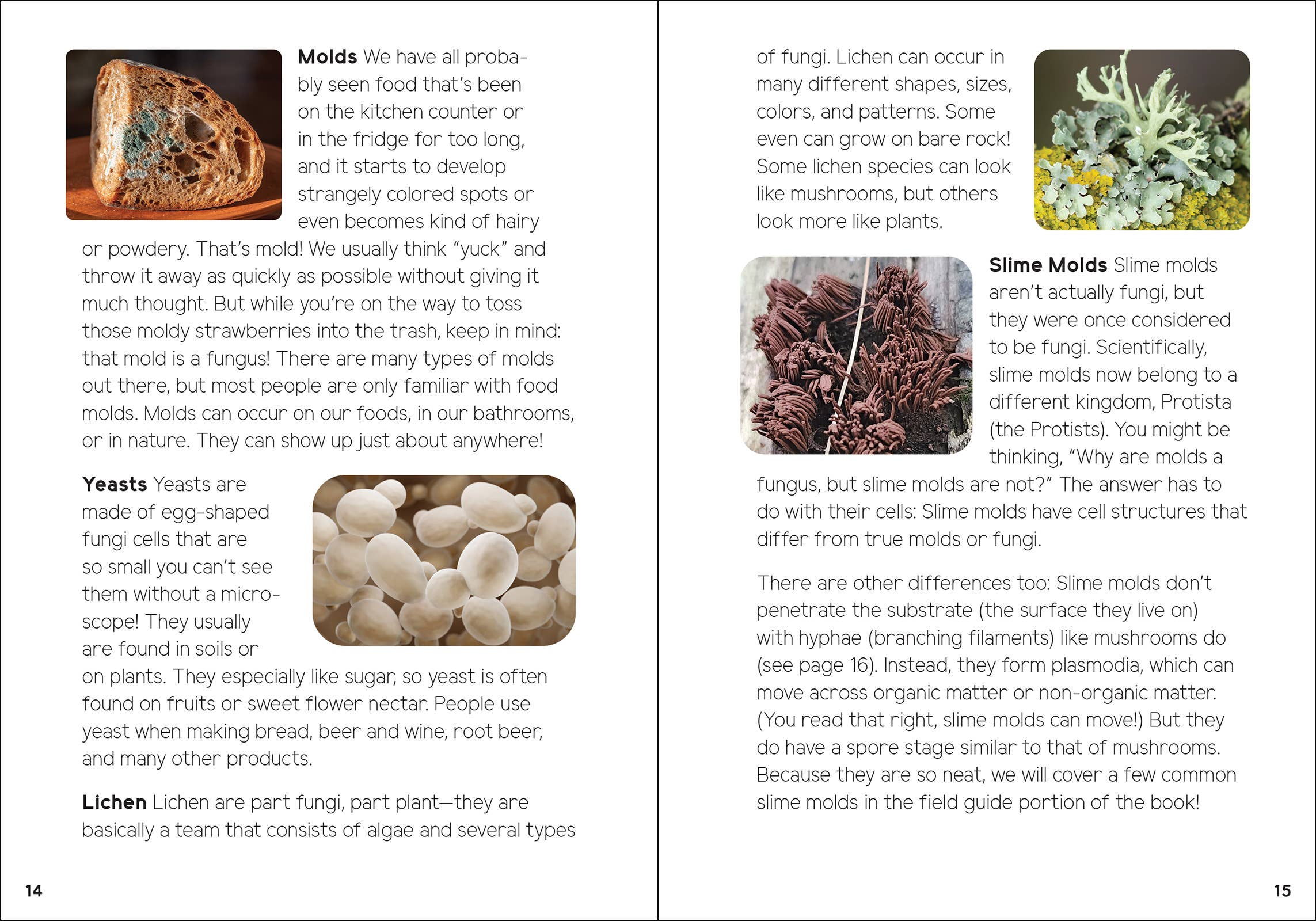 Mushrooms & Fungi for Kids - Sugar River Shoppe