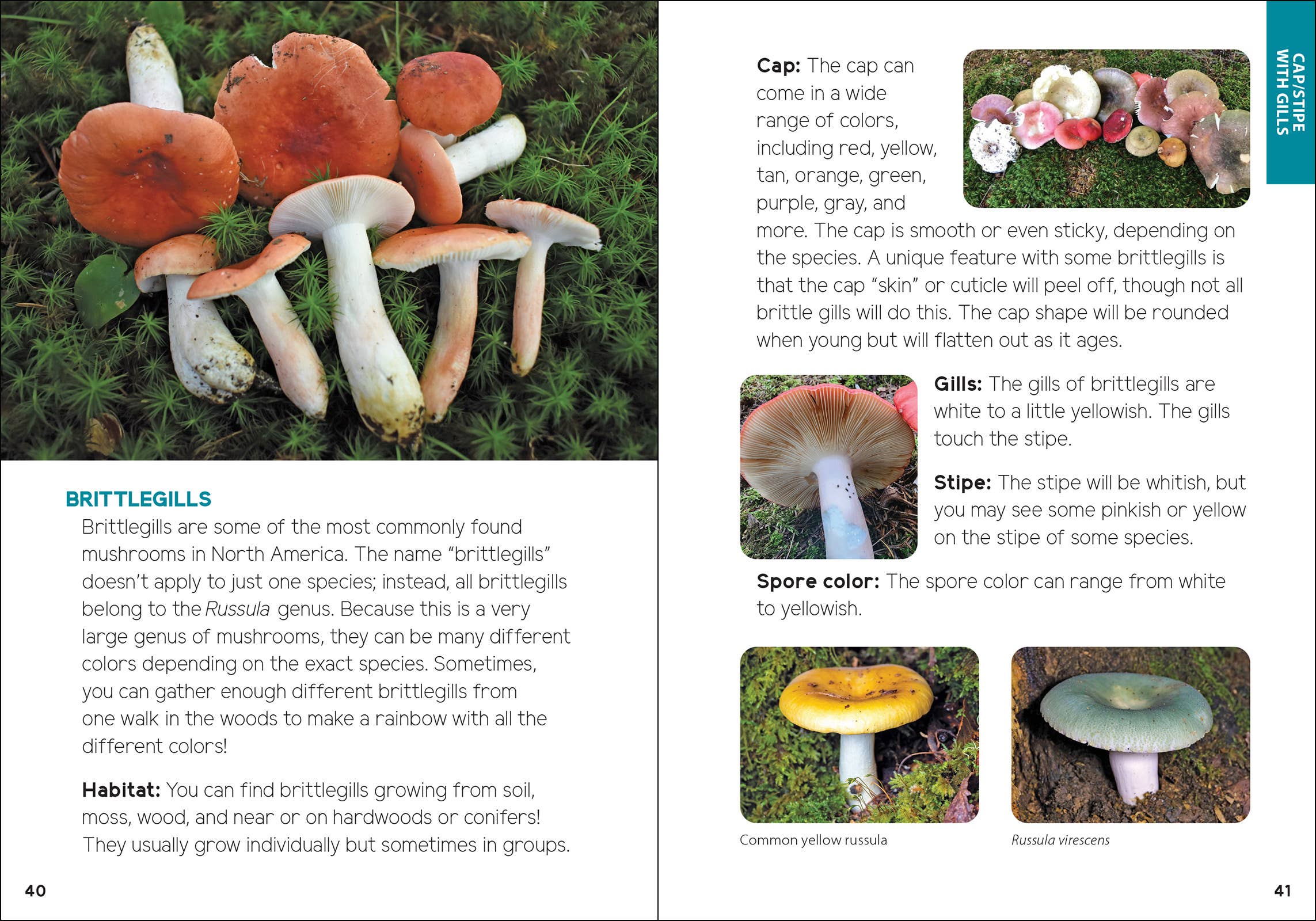 Mushrooms & Fungi for Kids - Sugar River Shoppe