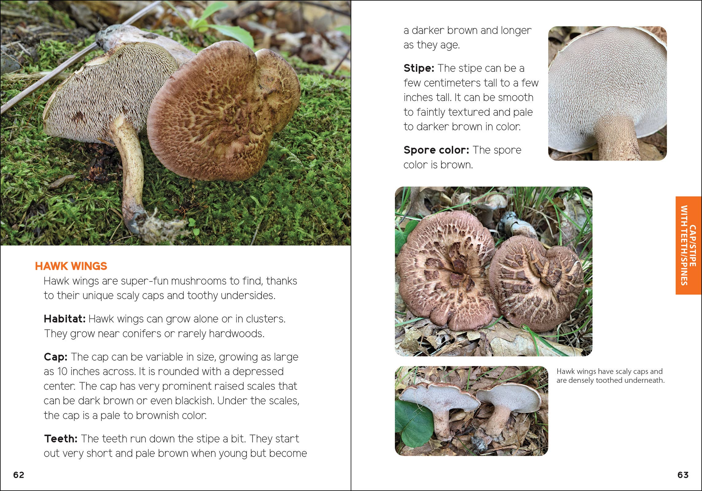 Mushrooms & Fungi for Kids - Sugar River Shoppe