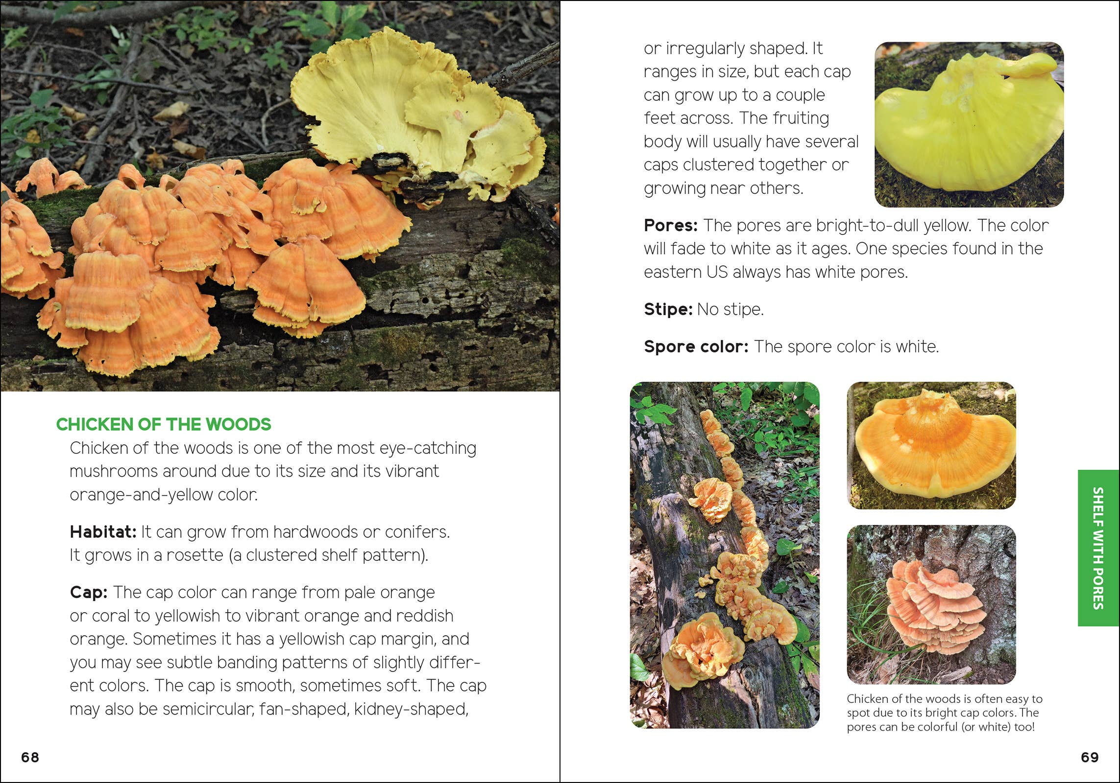 Mushrooms & Fungi for Kids - Sugar River Shoppe