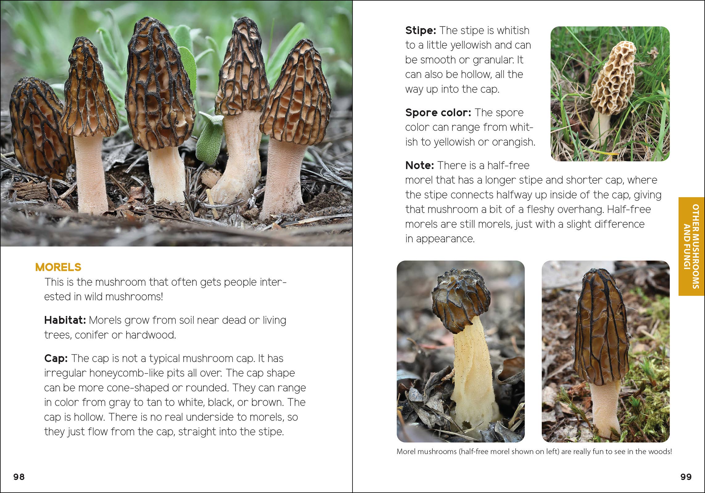 Mushrooms & Fungi for Kids - Sugar River Shoppe