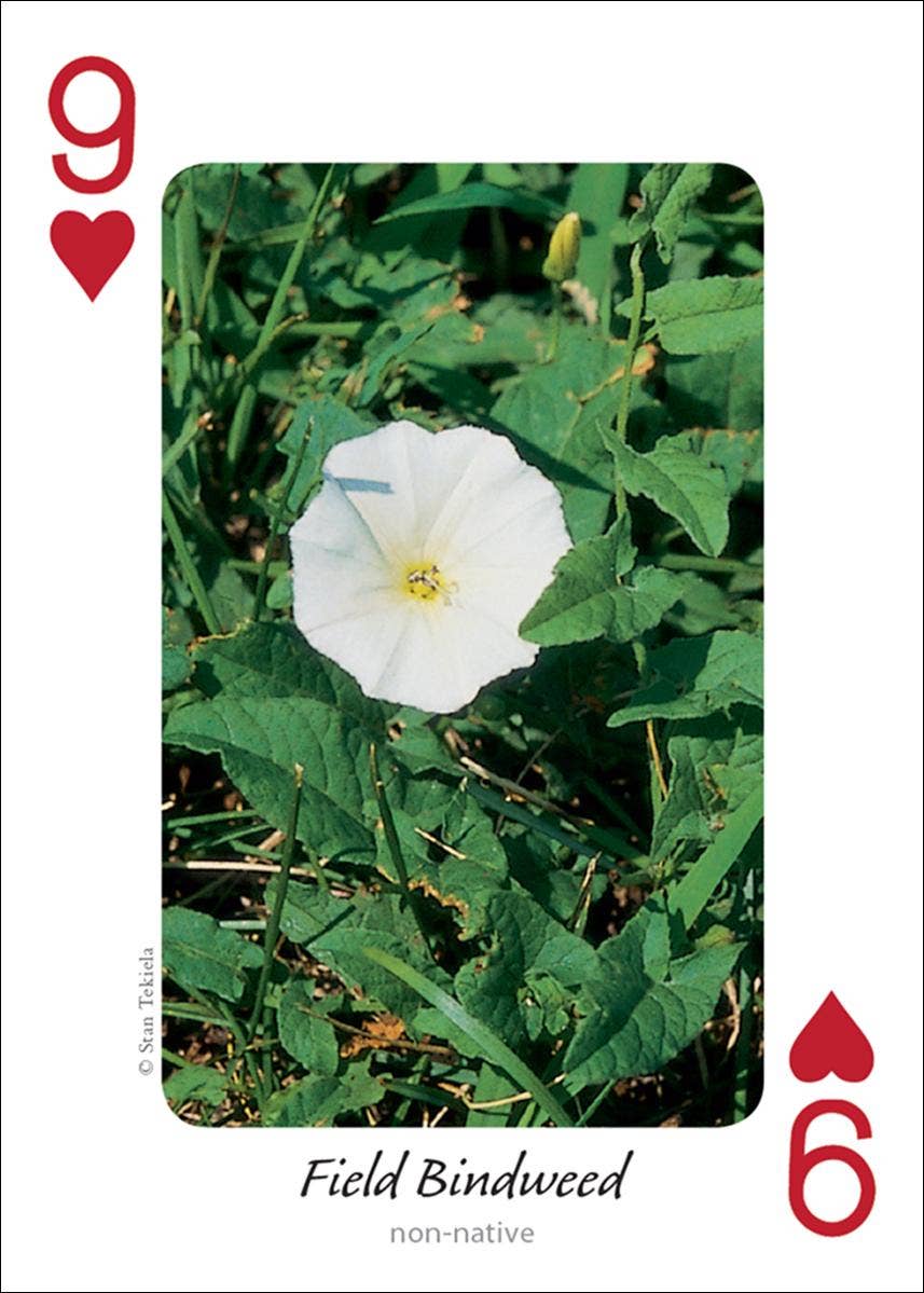 Wildflowers of Midwest Playing Cards - Sugar River Shoppe