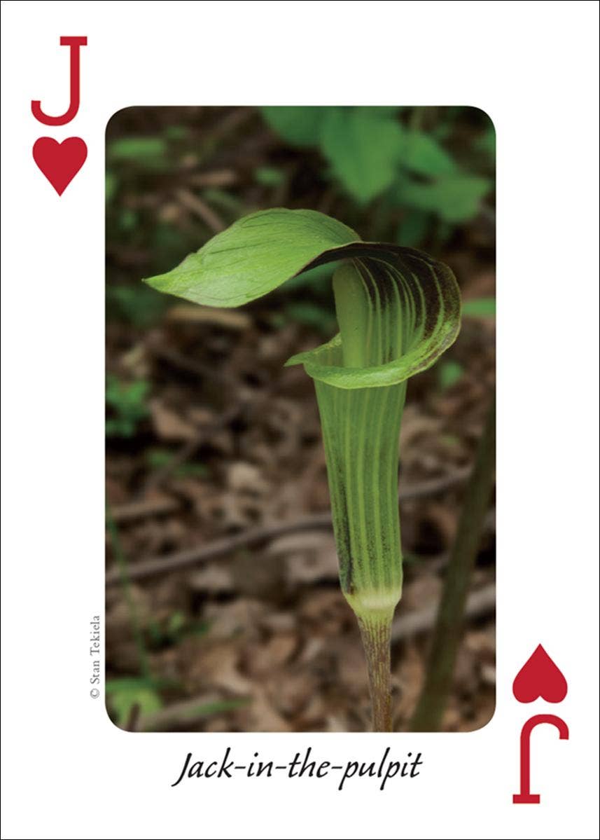 Wildflowers of Midwest Playing Cards - Sugar River Shoppe