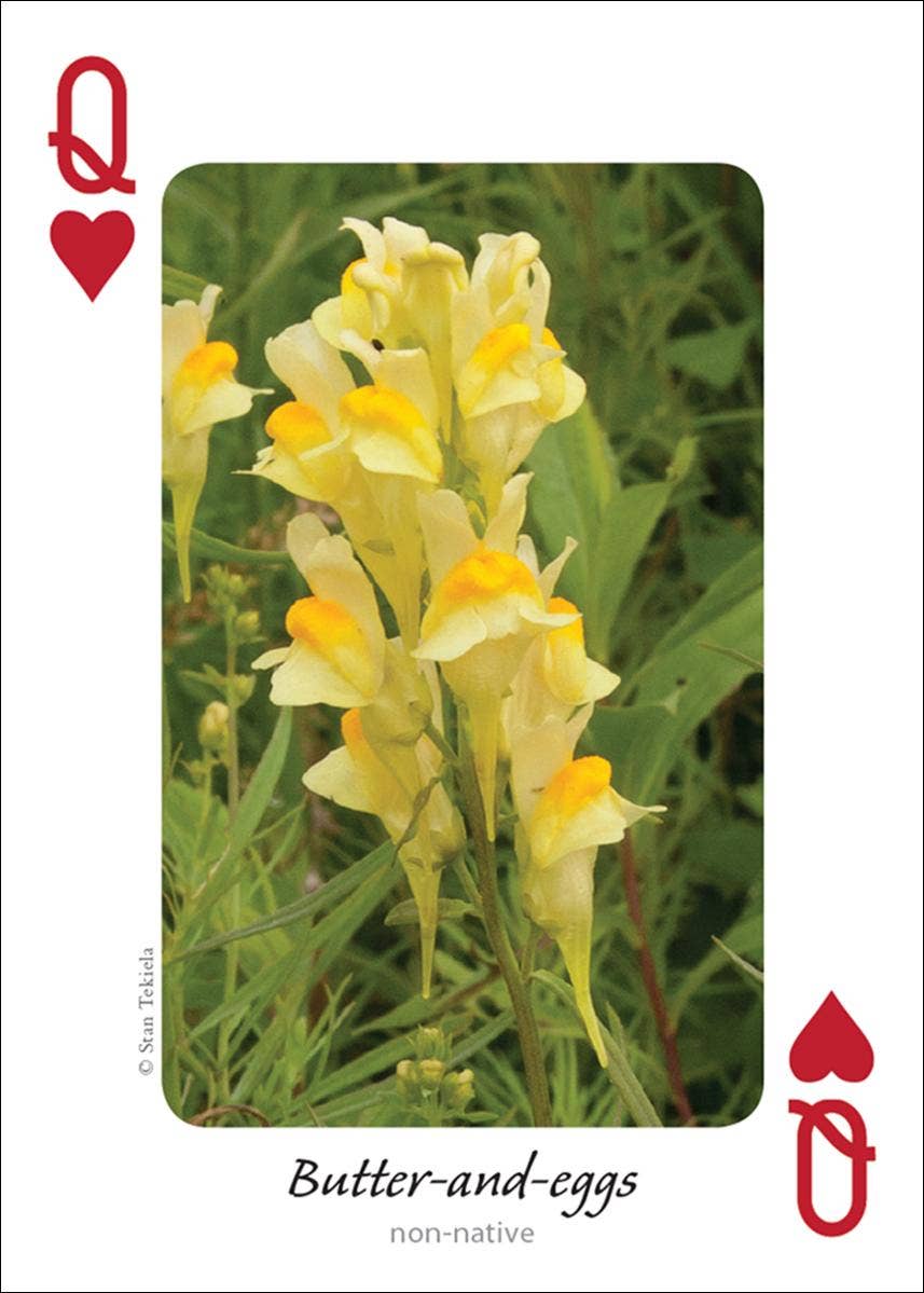 Wildflowers of Midwest Playing Cards - Sugar River Shoppe