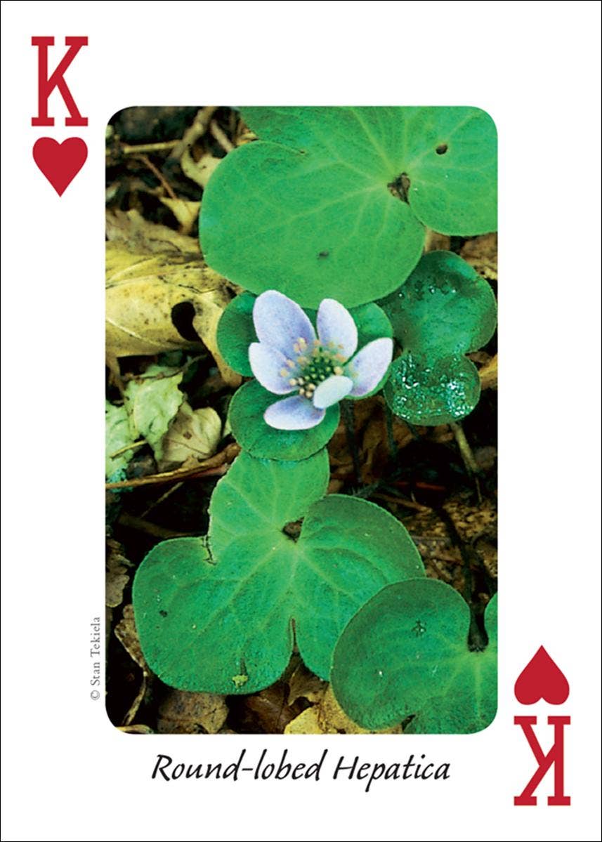 Wildflowers of Midwest Playing Cards - Sugar River Shoppe