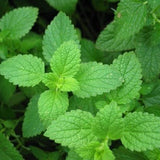 Peppermint - 5ml - Organic