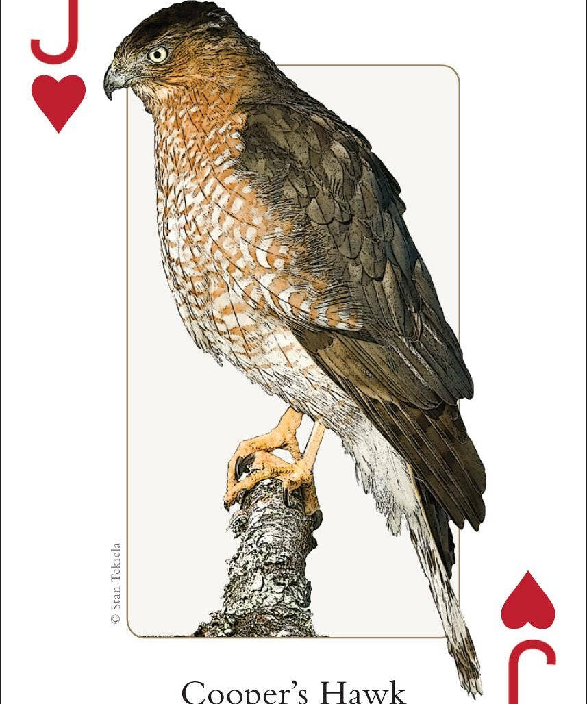 Birds of Midwest Playing Cards - Sugar River Shoppe