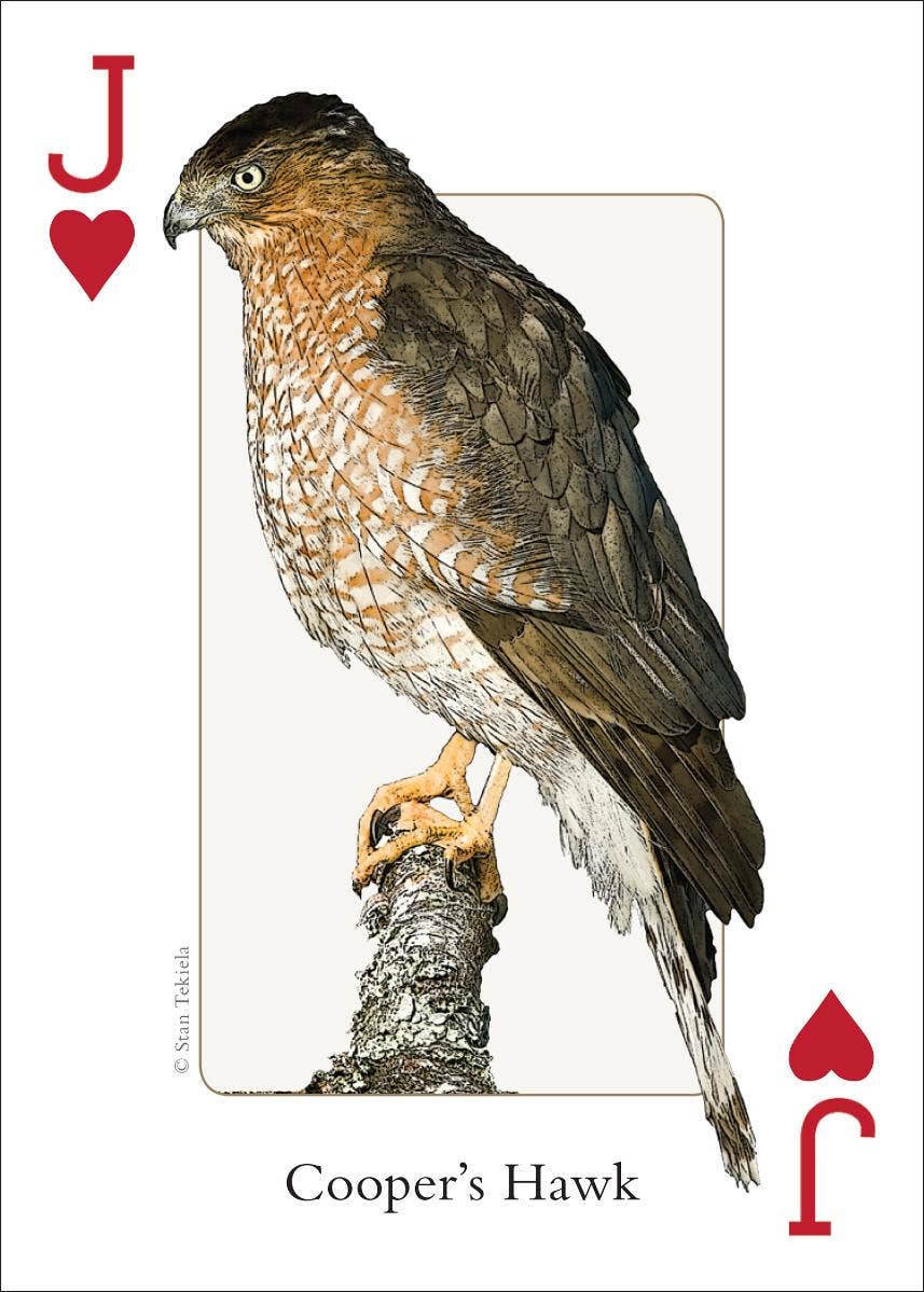 Birds of Midwest Playing Cards - Sugar River Shoppe