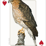 Birds of Midwest Playing Cards - Sugar River Shoppe