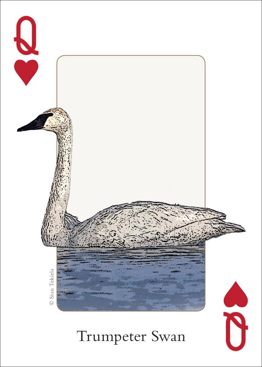Birds of Midwest Playing Cards - Sugar River Shoppe