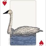 Birds of Midwest Playing Cards - Sugar River Shoppe