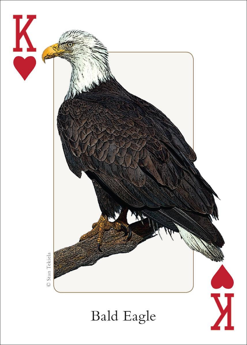 Birds of Midwest Playing Cards - Sugar River Shoppe