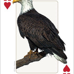 Birds of Midwest Playing Cards - Sugar River Shoppe