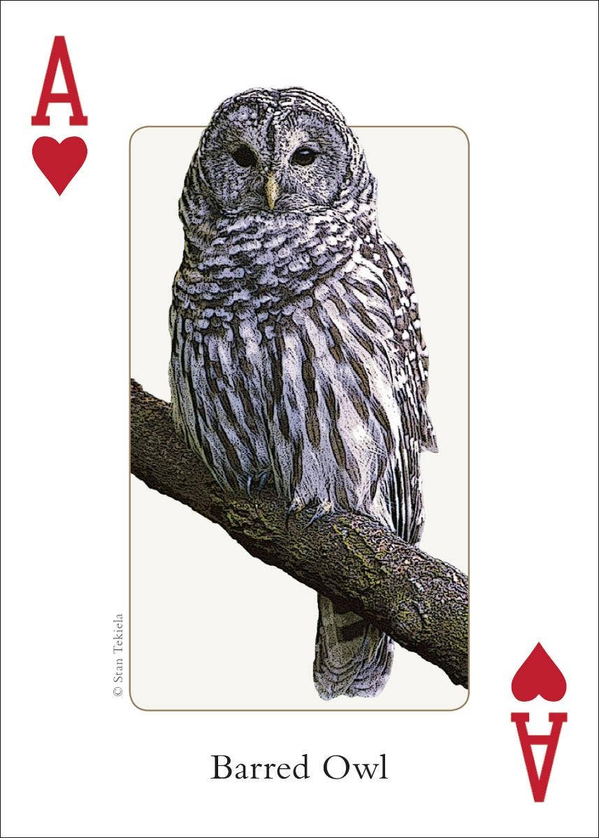 Birds of Midwest Playing Cards - Sugar River Shoppe