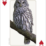 Birds of Midwest Playing Cards - Sugar River Shoppe