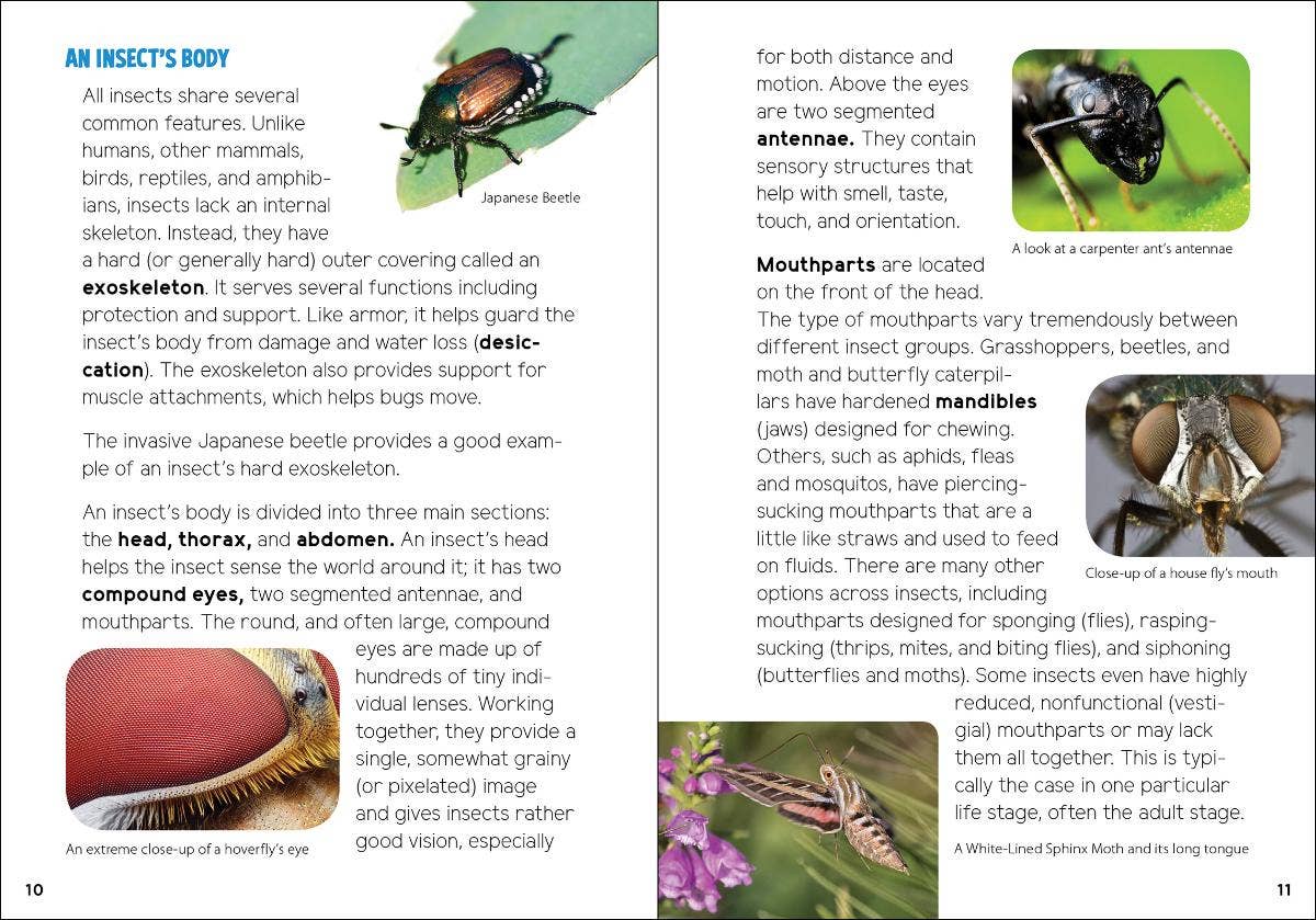 Insects & Bugs Book for Kids - Sugar River Shoppe