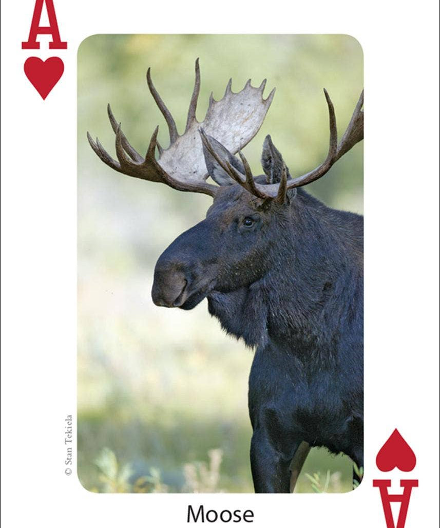 Mammals of Midwest Playing Cards - Sugar River Shoppe