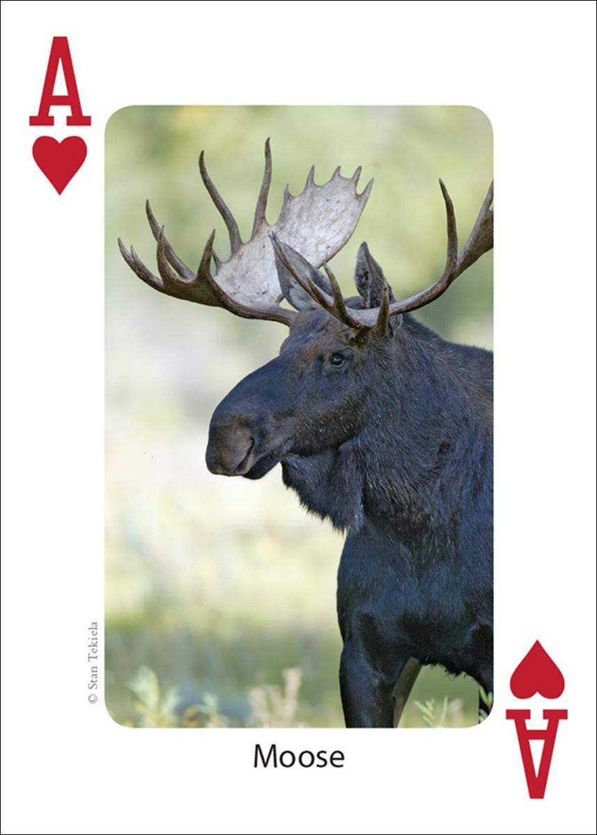 Mammals of Midwest Playing Cards - Sugar River Shoppe