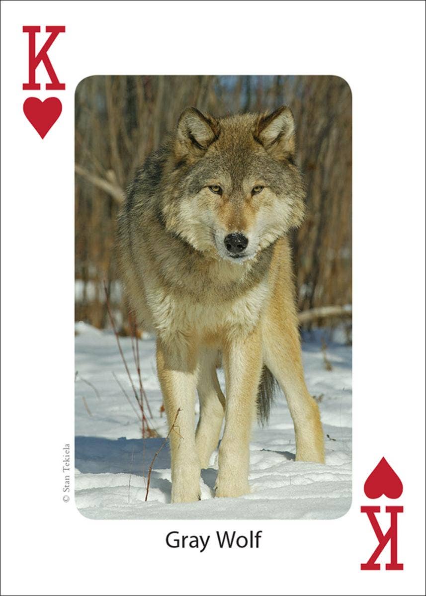 Mammals of Midwest Playing Cards - Sugar River Shoppe