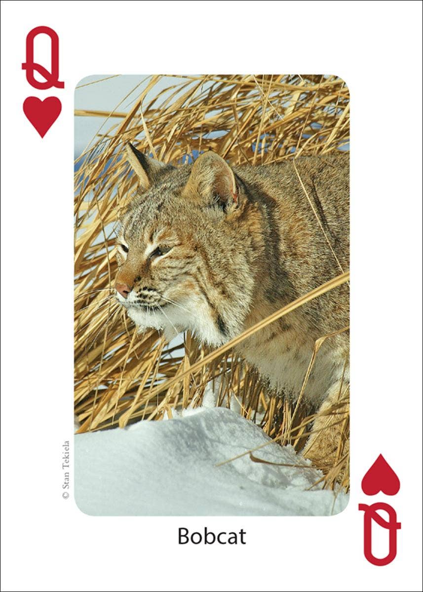 Mammals of Midwest Playing Cards - Sugar River Shoppe