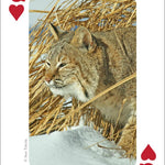 Mammals of Midwest Playing Cards - Sugar River Shoppe