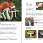 Mushrooms & Fungi for Kids - Sugar River Shoppe