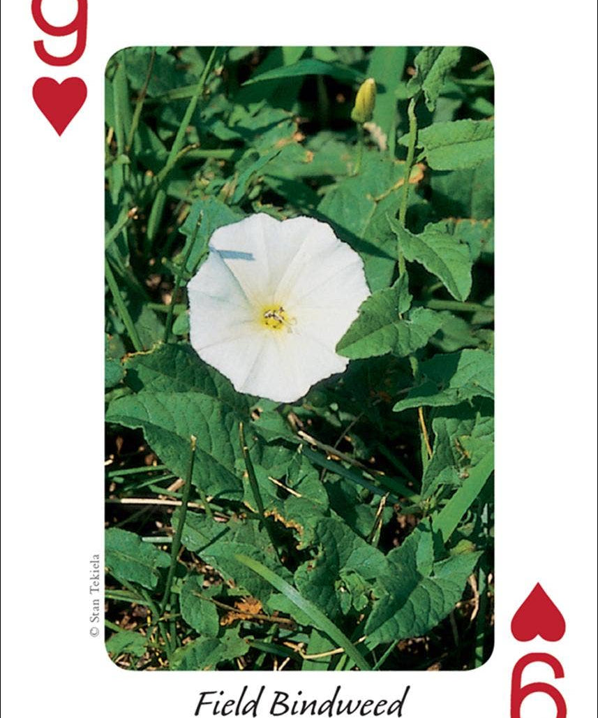 Wildflowers of Midwest Playing Cards - Sugar River Shoppe