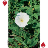 Wildflowers of Midwest Playing Cards - Sugar River Shoppe