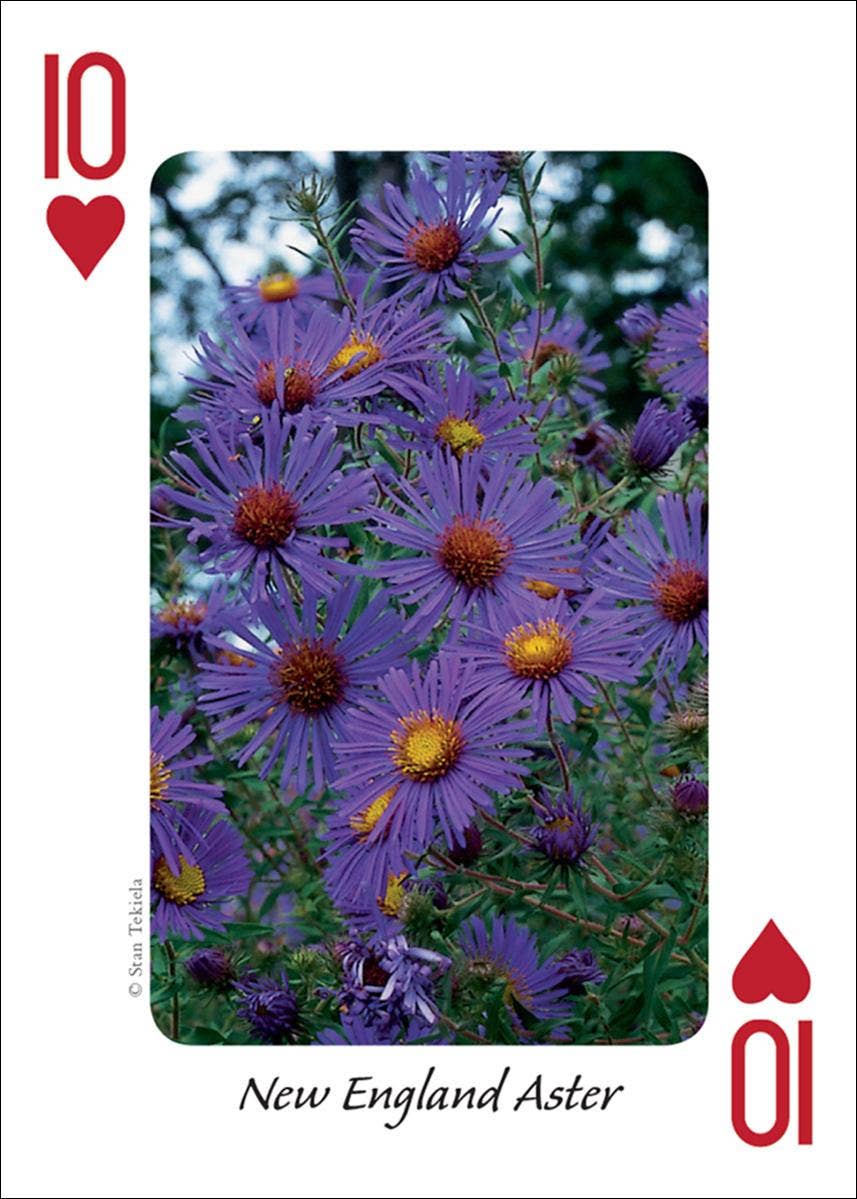 Wildflowers of Midwest Playing Cards - Sugar River Shoppe