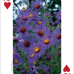 Wildflowers of Midwest Playing Cards - Sugar River Shoppe