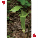 Wildflowers of Midwest Playing Cards - Sugar River Shoppe
