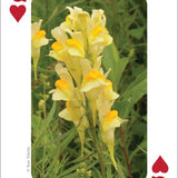 Wildflowers of Midwest Playing Cards - Sugar River Shoppe