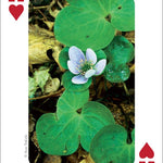 Wildflowers of Midwest Playing Cards - Sugar River Shoppe