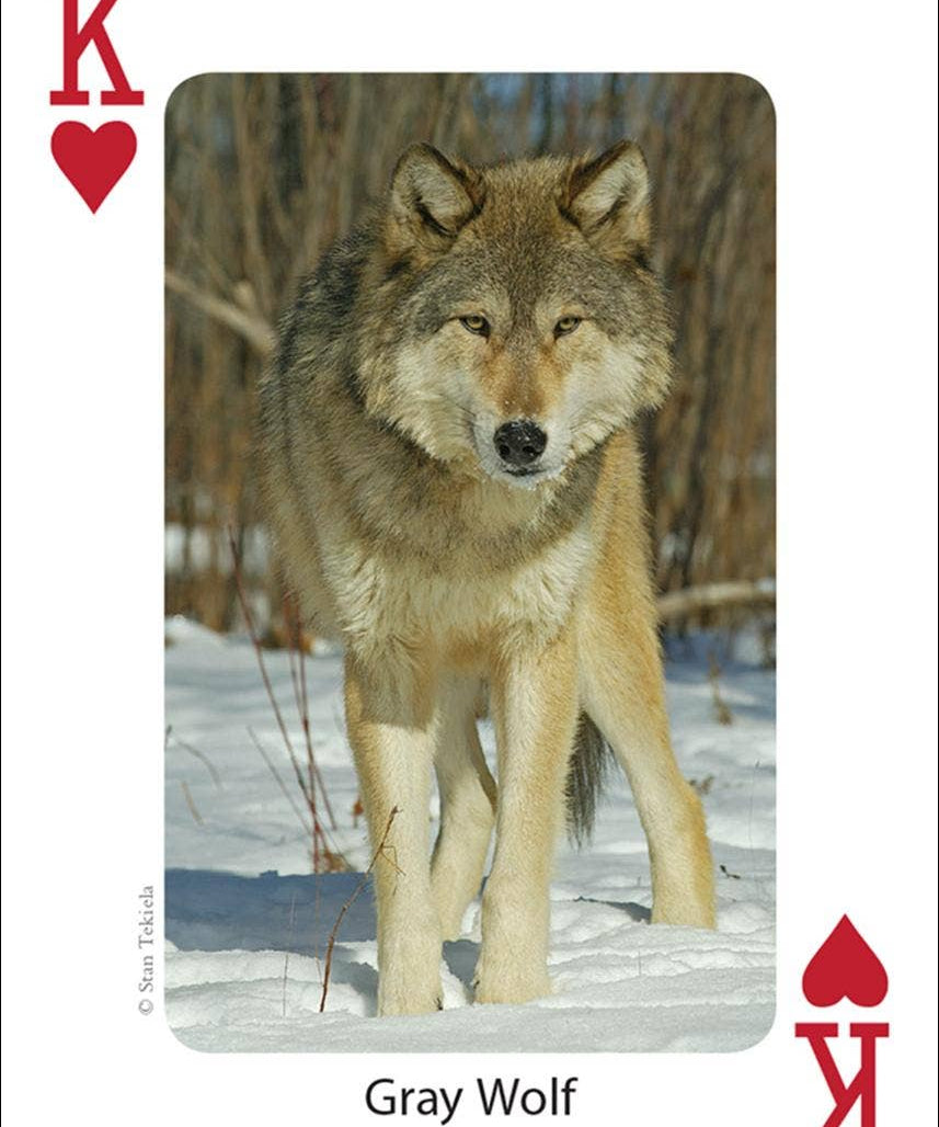 Mammals of Midwest Playing Cards - AdventureKEEN - 9781591932840 - Sugar River Shoppe - 