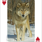 Mammals of Midwest Playing Cards - AdventureKEEN - 9781591932840 - Sugar River Shoppe - 