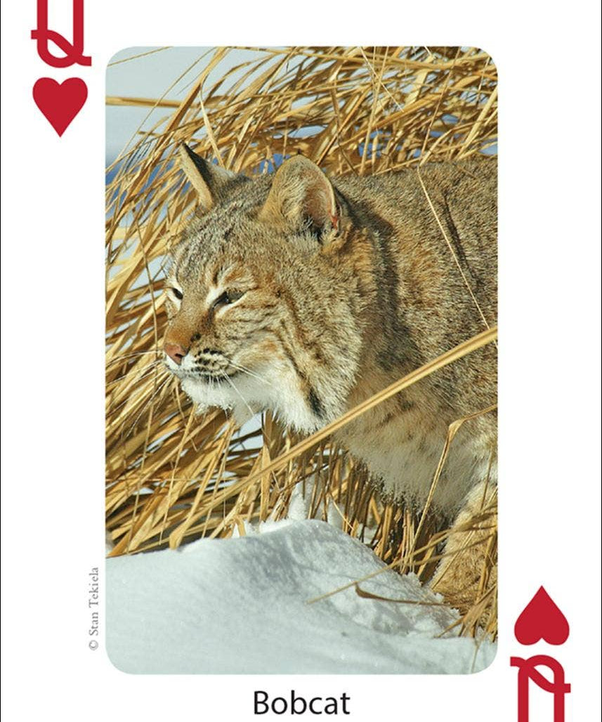 Mammals of Midwest Playing Cards - AdventureKEEN - 9781591932840 - Sugar River Shoppe - 