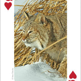 Mammals of Midwest Playing Cards - AdventureKEEN - 9781591932840 - Sugar River Shoppe - 
