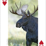 Mammals of Midwest Playing Cards - AdventureKEEN - 9781591932840 - Sugar River Shoppe - 