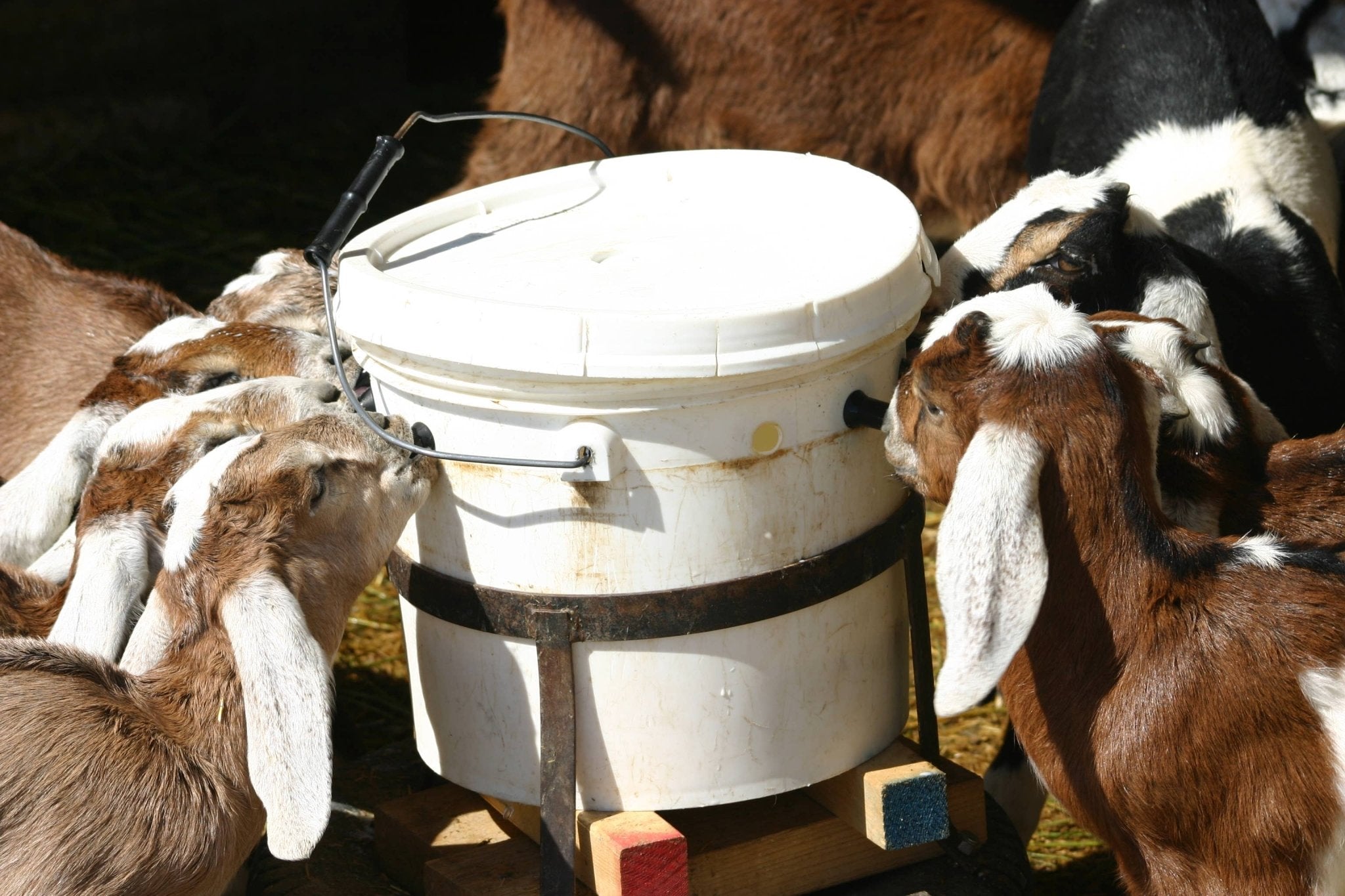 Soap Saver Dish - Windrift Hill Goat Milk Skincare - 47251752 - Sugar River Shoppe - 