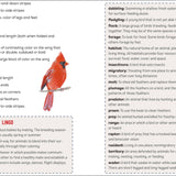 Bird Watching Book for Kids - Sugar River Shoppe