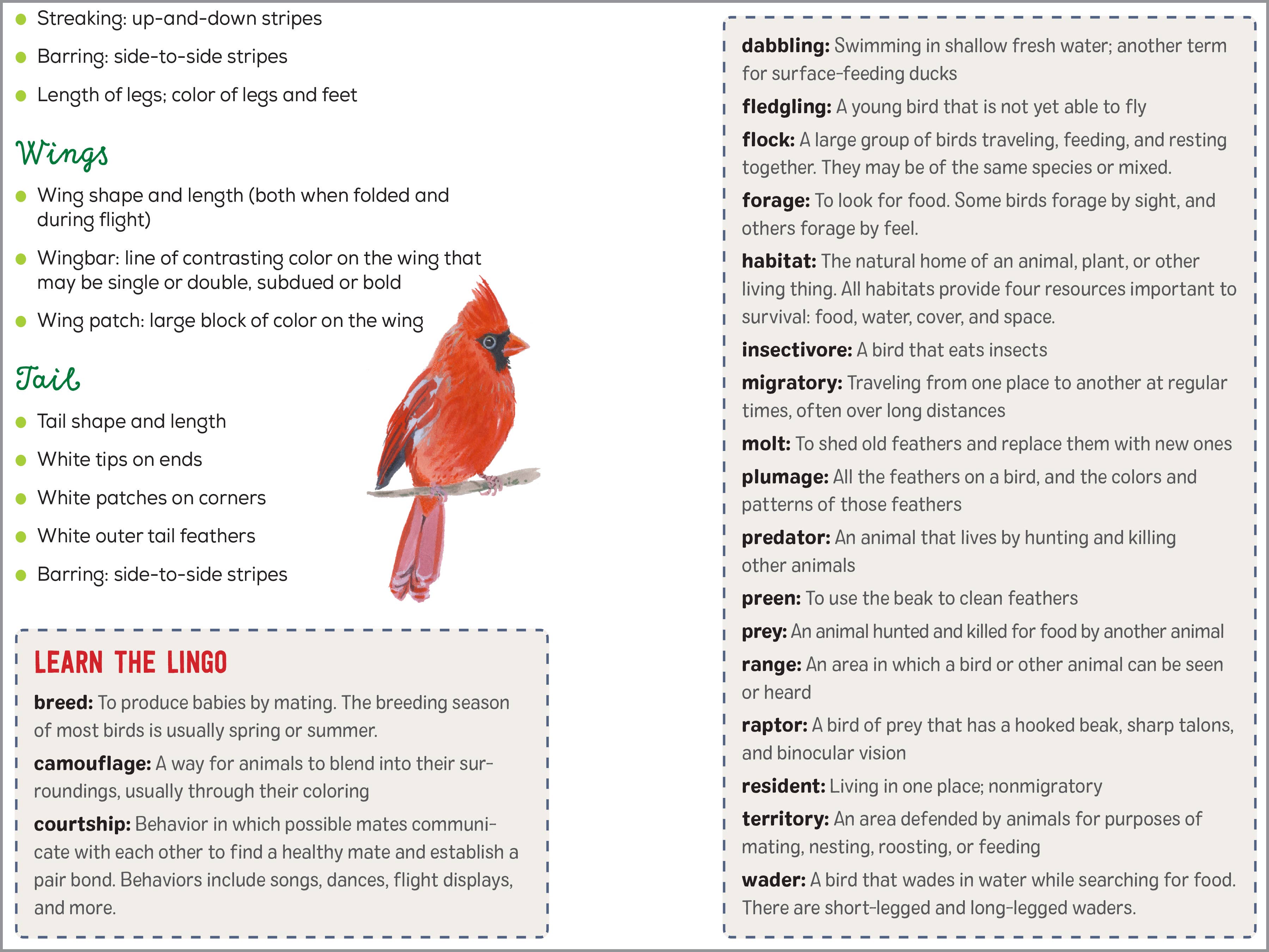 Bird Watching Book for Kids - Sugar River Shoppe