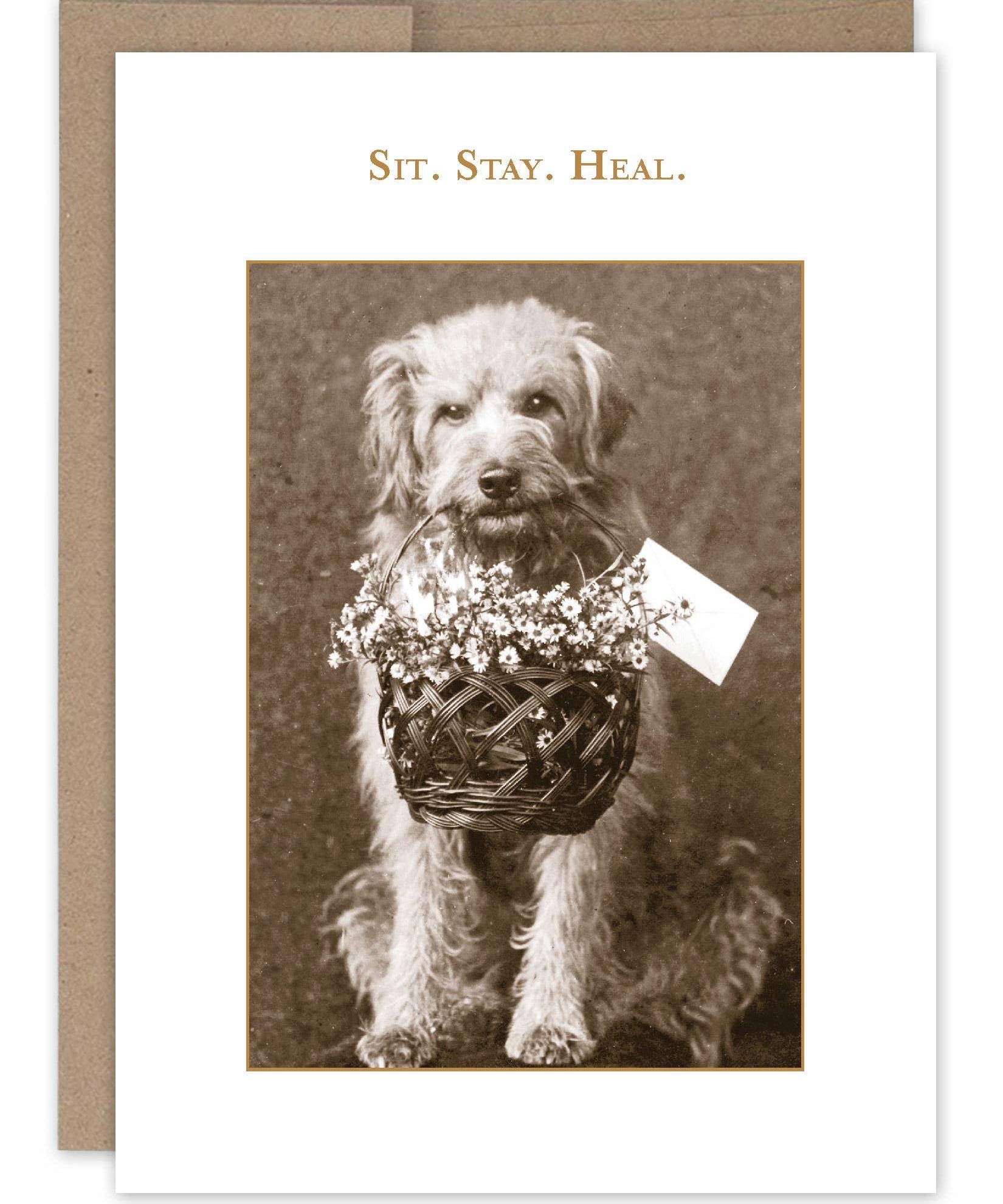 Sit. Stay. Heal. Get Well Card - Sugar River Shoppe